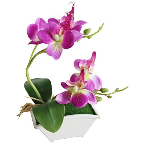 Brussels08 Decorative Butterfly Orchid Plant Cover