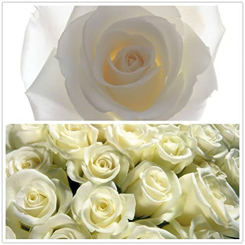 SeedCoast White Rose Seeds for Planting - Rare Bushes Ready to Plant Outdoor Home Garden Heirloom Perennial Climbing Flower Bulk of 100
