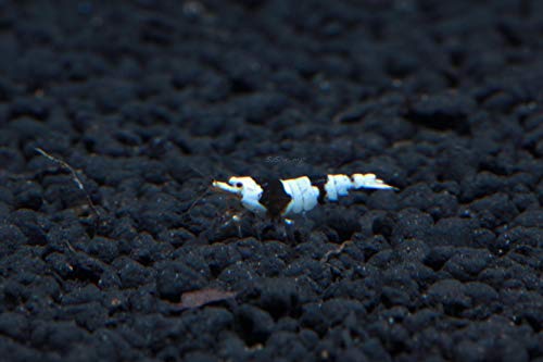 Crystal Black Shrimp S Grade - Live Freshwater Aquarium Shrimp - 1/4 to 1/2 inch Long (10 Shrimp)