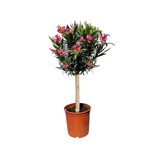 Sunny Tree - Pianta - Oleandro sul tronco - Nerium oleandro - Altezza 90-100 cm - Rosso Fabe - Pianta per esterni - Pervinca in inverno - Pianta mediterranea