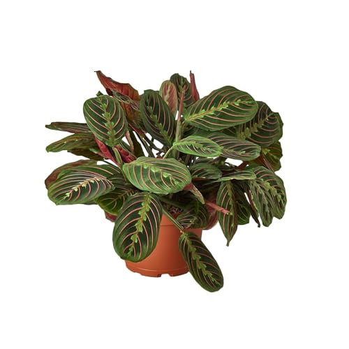 Maranta Red Prayer | Live Plant for Indoor & Outdoor