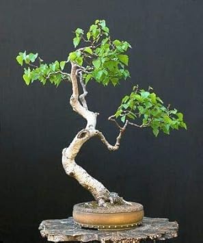 Bonsai White Paper Birch Tree Seeds for Planting | 100+ Seeds | Made in USA - Highly Prized for Bonsai, Paper Birch Tree - 100+Seeds