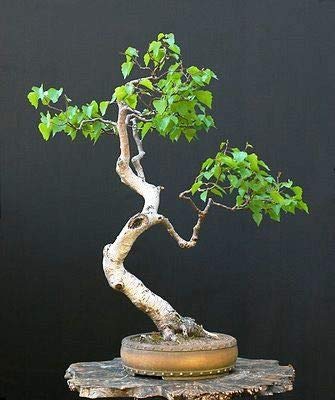Bonsai White Paper Birch Tree Seeds for Planting | 100+ Seeds | Made in USA - Highly Prized for...