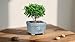 HUOMUSIR 8-Inch Large Bonsai Pot Light Blue Water Bonsai Tree Ceramic Flower Pot Handmade