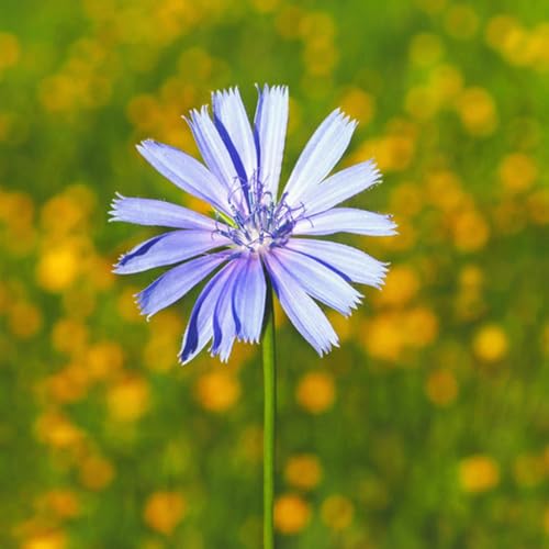Semi di cicoria biologici, semi di radicchio semi di orto sul balcone Cichorium intybus, resistenti Balcone invernali da balcone 150pcs