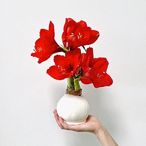 White Waxed Amaryllis Flower Bulb with Red Blooms - Extra Large, 4-12 Blooms, No Water or Planting Needed – Ideal Holiday Gift (3 Pack)