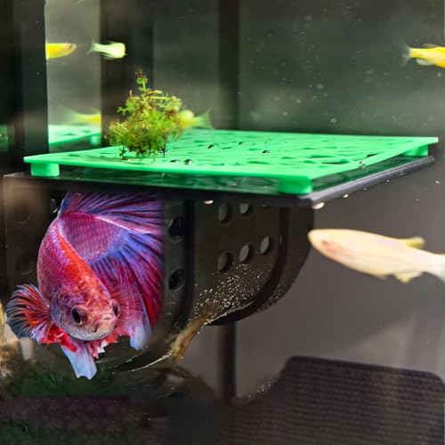 Image of Betta Fish Tunnel, Betta Ledge Aquarium Hideout Cave, Fish Tank Decoration