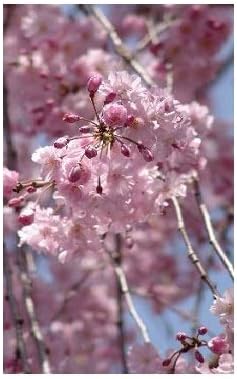 Amazon Co Jp 八重紅枝垂れ桜 Diy 工具 ガーデン