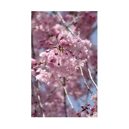 Amazon Co Jp 八重紅枝垂れ桜 Diy 工具 ガーデン