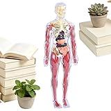 Human Body Model For Kids | ABS, PP, 28.5x10cm | Anatomy Skeleton Puzzle Toy |...