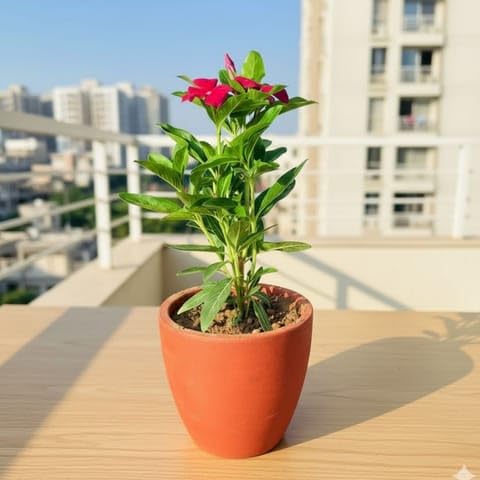 Best Nursery Periwinkle/Sadabahar/Vinca (any colour) in 4 Inch Plant Shilp Maati Pot - Chic Small Pot for Decor Corners-image-26