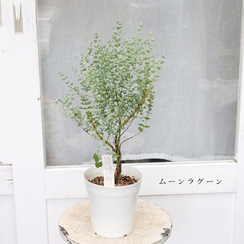 Amazon.co.jp: 常緑苗木 ユーカリ ムーンラグーン ポポラス シルバー