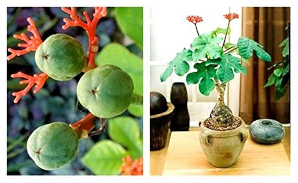 ヤトロファ　ポダグリカ ヤトロファ：ポダグリカ珊瑚油桐（さんごあぶらぎり）黄花 5号