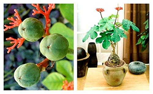 Amazon.co.jp: 【種子】Jatropha Podagrica ヤトロファ