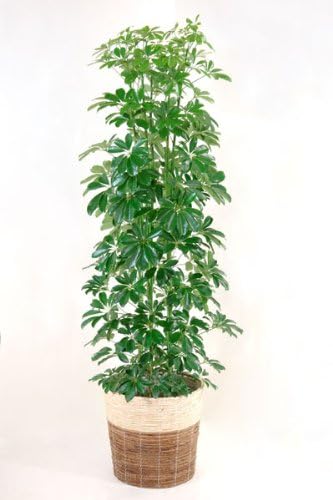 Amazon 観葉植物 本物 ホンコンカポック10号鉢 ツートーン鉢カバー付 観葉植物 オンライン通販