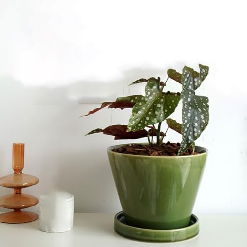 Pots de fleurs décoratifs ronds pour éviter le dessèchement - 7