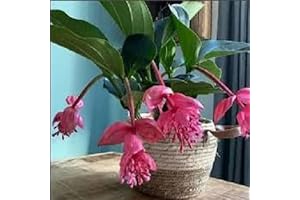 Garden Magnificence: Exquisite New Medinilla Magnifica Seeds for a Burst of Pink Bloom