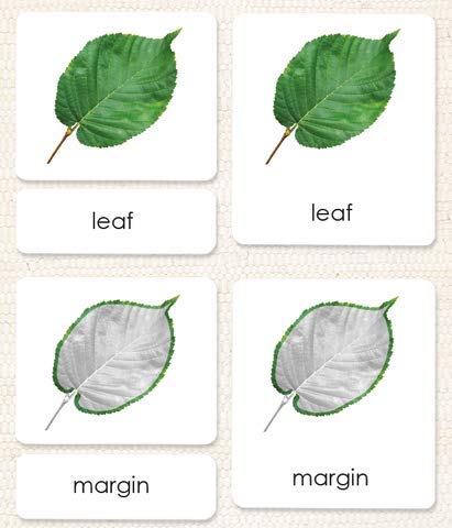 "Parts of" the Leaf 3-Part Cards - Image 2