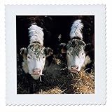 Square dimensions (in inches): 16 L x 16 W, image dimensions (in inches): 14 L x 14 W 100% poloyester; image is soft to touch. Made in USA Edges have pinking shear cut Image will not fade with washing. Image not a transfer, part of material