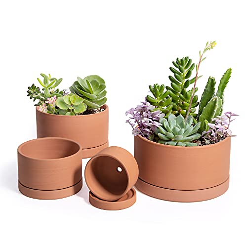 D'vine Dev Set of 4 Terracotta Shallow Planter...