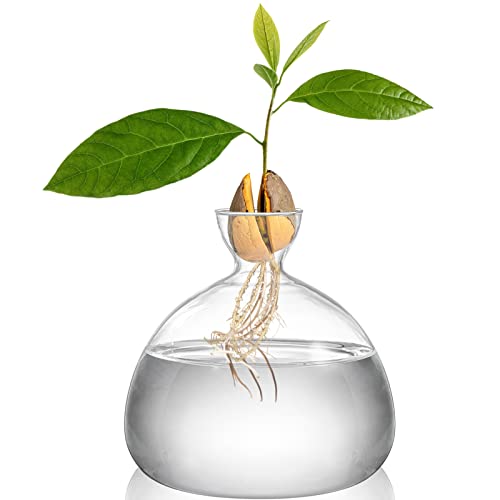Hiceeden Avocado Seed Starter Vase Planter, Clear Avocado Tree Growing Kit Pot, Medium Avocado Vase Grow Glass Plant Pot Gift for Indoor Outdoor Hiceeden Avocado Seed Starter Vase Planter, Clear Avocado Tree Growing Kit Pot, Medium Avocado Vase Grow Glass Plant Pot Gift for Indoor Outdoor