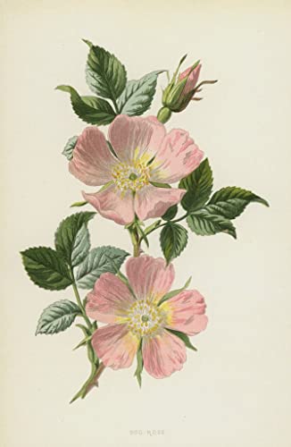 Toile peinture murale chien rose 60x90cm par Frederick Edward Hulme pour salon