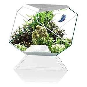 Ciano Beta Nexus 5C Aquarium wit