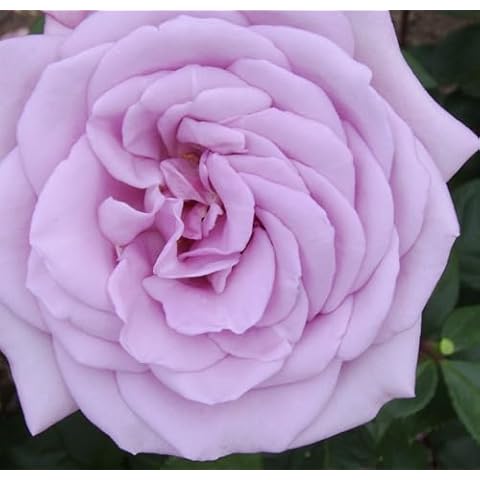 Twice in a Blue Moon Hybrid Tea Rose Cover