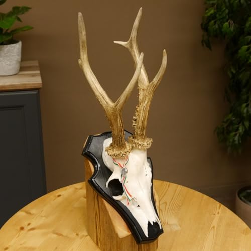 GTK - Geweihe & Trophäen KRUMHOLZ Rehgeweih HL bis 23,2 cm Gewicht 310 g cm Rehbock Bock Reh Geweih Gehörn Trophäenschild