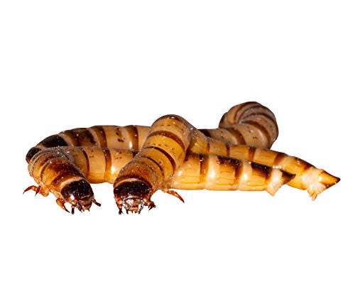 Zophobas gut gefüllte Dose. 50 Gramm lebend und frisch verpackt Futterinsekten, Angelköder Cover