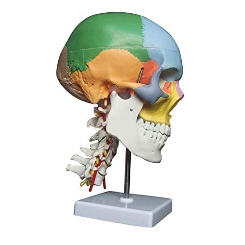 JINGERL Anatomia umana Modello anatomico scheletrico in vendita cranio con ossa colorate vertebra cervicale vertebra beige scultura medica forniture