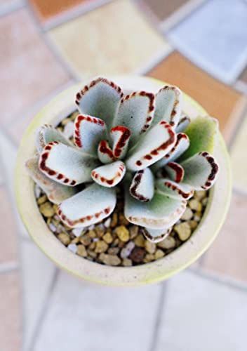 Panda Plant Kalanchoe 2 inch | Panda Plant Kalanchoe 2 inch |