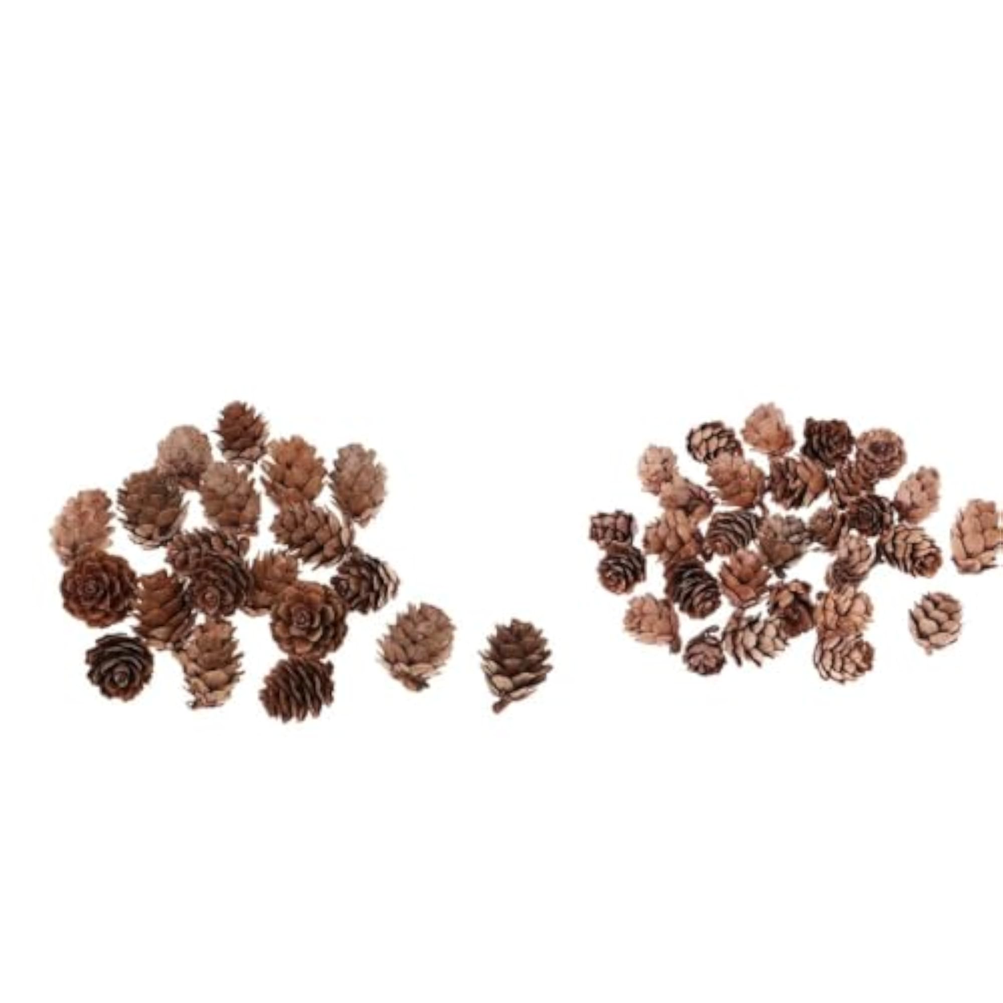 Big and Small Pine Cones Craft Set for DIY Projects
