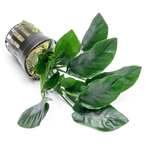Substratesource Anubias Live Aquarium Plants - Potted Freshwater Plant For Fish Tanks, Terrariums - Beginner Friendly Low Light (Nana, 1 Pot) #TOP3