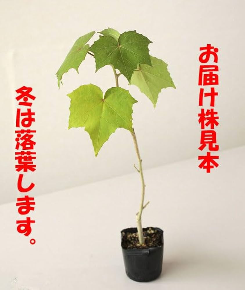 新品 清水なお子さん 芙蓉手花鳥文稜花鉢 2枚 新品 清水なお子さん 芙蓉手花鳥文稜花鉢 2枚 新品 清水な