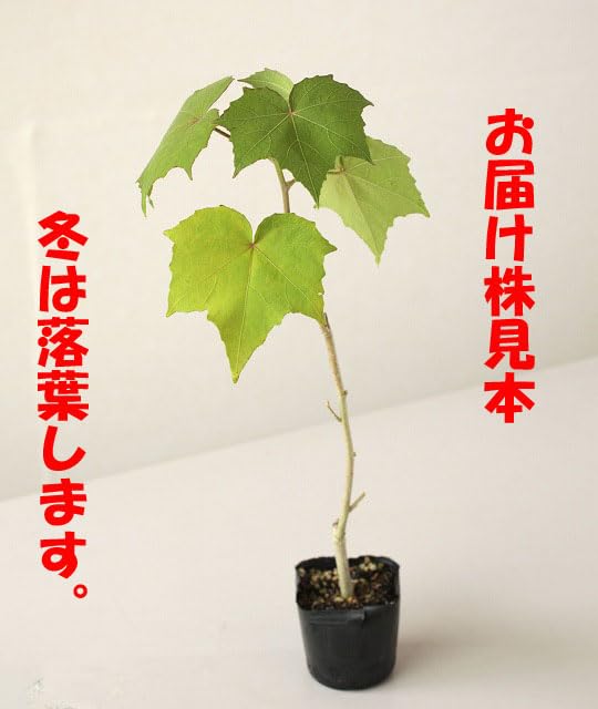 Amazon.co.jp: 酔芙蓉（スイフヨウ）9cmポット苗 : DIY・工具・ガーデン