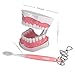 Large Dental Teeth Model,YOUYA DENTAL Teaching Study Brushing Tooth Model Tools with Toothbrush & Removable Lower Teeth for Kids Oral Care Teaching