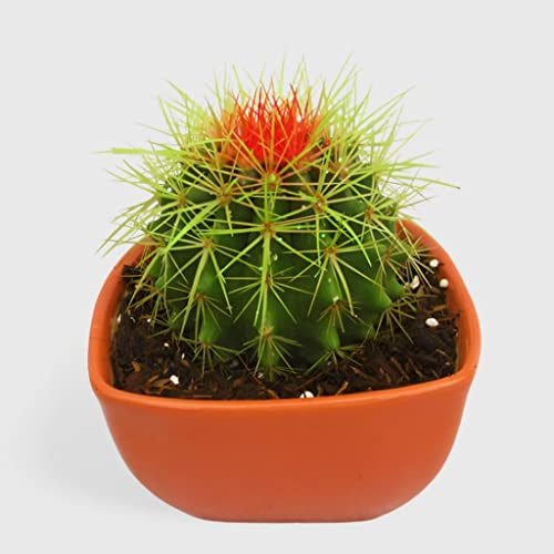 Image of OhhSome Cactus Plant Indoor - |House|Indoor|Bedroom|Table|Living Room|Office Decoration Gift Painted Non-Grafted Green Cactus, 10 Cm Pot Plants For Kids (Air Purifier Healthy Live Plant)