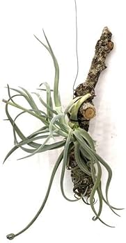 購入不可 チランジア  ドゥラティ (ドーラティ) 観葉植物：チランジア エアープランツ ドラティ 現品*ドゥラティ