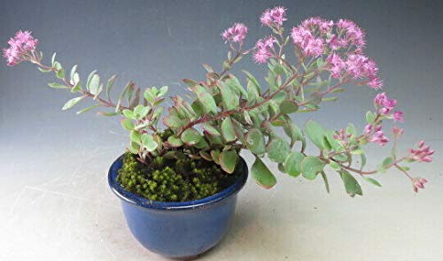 在庫少 赤葉日高ミセバヤ カット苗 多肉植物 多肉植物 赤葉日高ミセバヤ その他素材 spark garden いやしの園