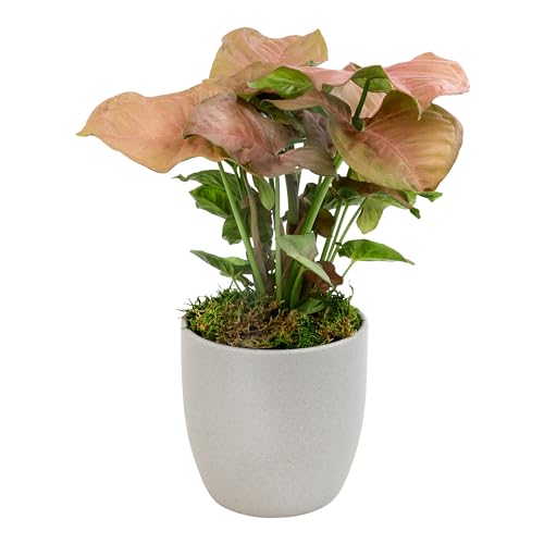 Arrowhead Plant/Syngonium Plant Live Plant Decor, Office Desk Plant, Live Indoor House Plants, Decorative Plants, House Plants Indoors Live Plants Indoor Plants Live Houseplants by Plants for Pets