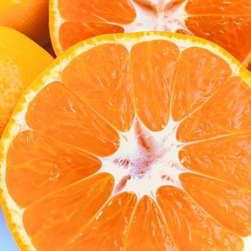 愛媛みかん 10kg verish 西宇和産 訳あり ご家庭用 サイズ混合