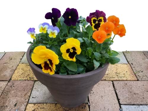 Amazon.co.jp: 寒さに強く屋外で春まで咲いて永く楽しめる【「パンジー