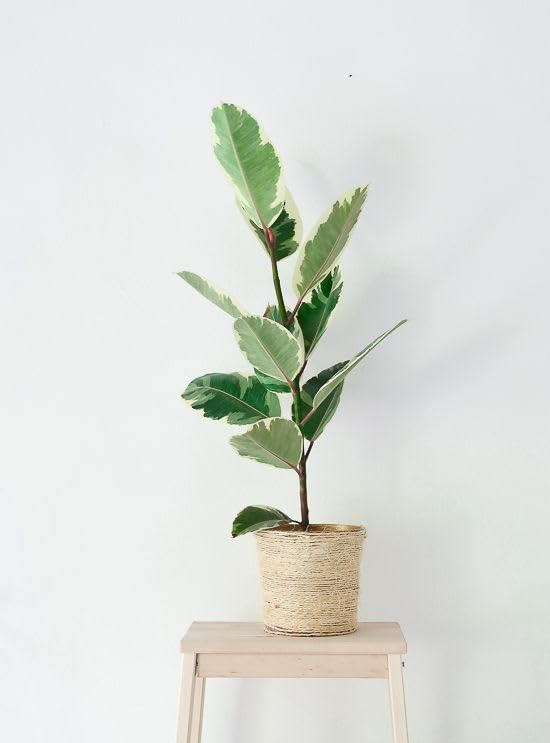 Decorative Indoor Plant – Ficus Elastica Tineke, Air Purifying Rubber Tree-image-39