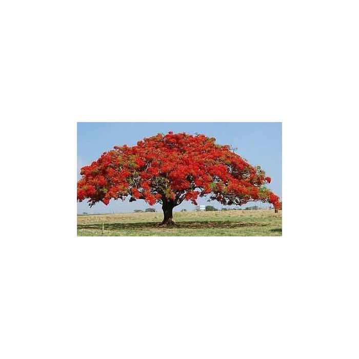 Buy Flamboyant Flame Tree Seeds to Grow 10 Seeds Delonix regia