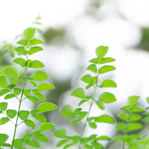 semillas de moringa organicas árbol bonsái, plantas en crecimiento comprar arbol de moringa plantar semillas, plantar árboles árbol bonsái Plantas resistentes para el jardín semillas 18pcs
