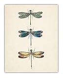 Dragonflies Illustration - 11x14 Unframed Art Print - Makes a Great Home Decor Under $15