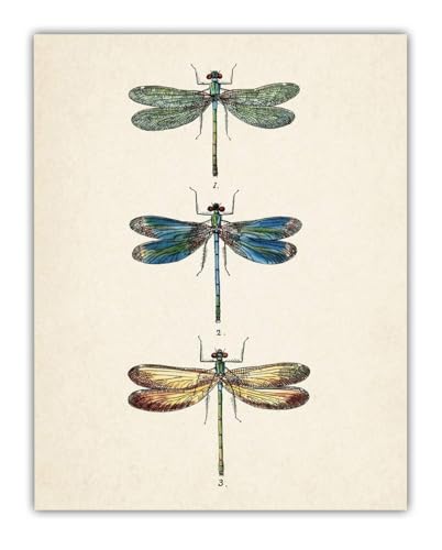 Vintage Three Dragonflies Illustration 11x14 Unframed Poster – Botanical Insect Art, Entomology, Scientific Nature Print, Minimalist Retro Decor for Home, Office, and Living Room, Educational Art