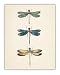 Dragonflies Illustration - 11x14 Unframed Art Print - Great Gift for Home Decor