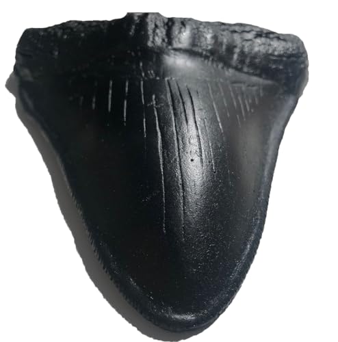Image of Megalodon Giant Shark Tooth Replica - Museum Quality Fossil Cast (Black)